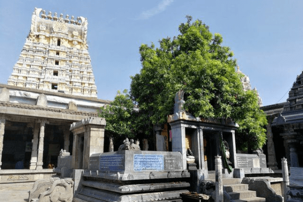 Mango Tree-Ekambaranathar Temple
